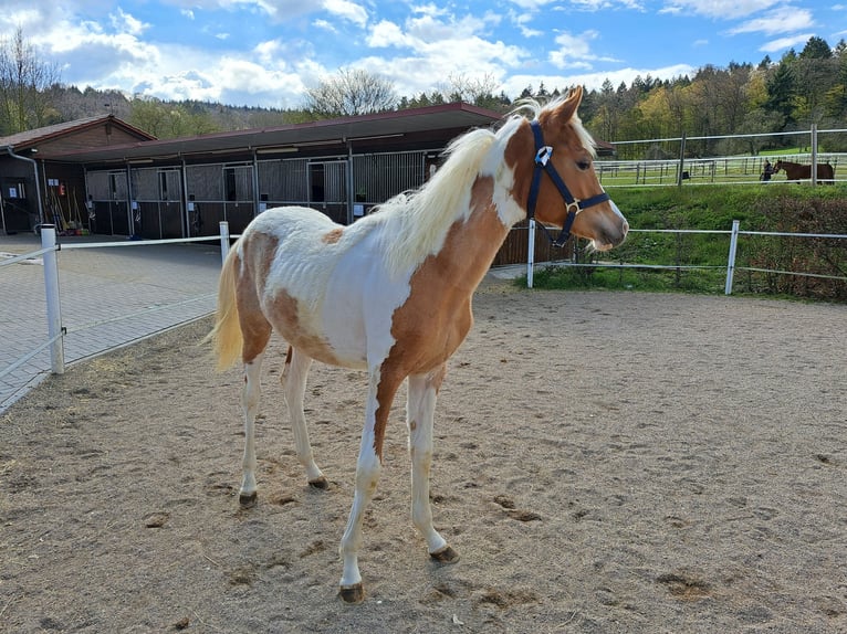 Arabisch Partbred Merrie 2 Jaar 155 cm Gevlekt-paard in Bretten