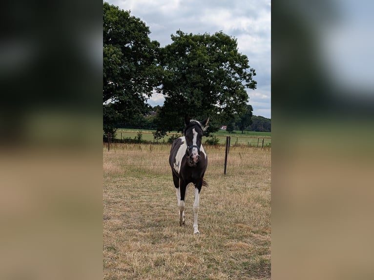 Arabisch Partbred Merrie 2 Jaar 155 cm Tobiano-alle-kleuren in MEERHOUT