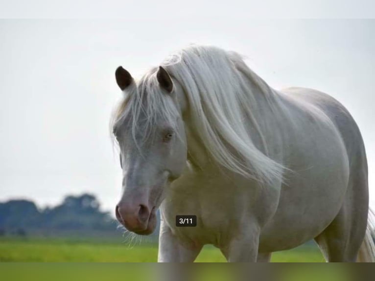 Arabisch Partbred Merrie 2 Jaar 158 cm in Bad Endbach