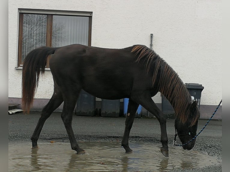 Arabisch Partbred Merrie 2 Jaar 158 cm in Bad Endbach