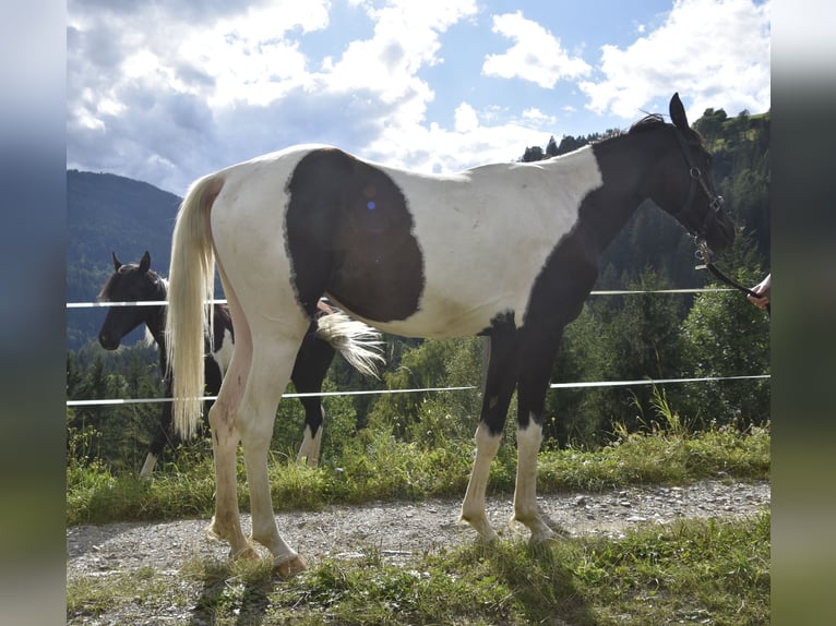 Arabisch Partbred Merrie 2 Jaar 158 cm Tobiano-alle-kleuren in Althofen