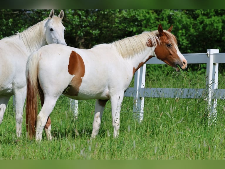 Arabisch Partbred Merrie 2 Jaar 163 cm Gevlekt-paard in Bad Oldesloe