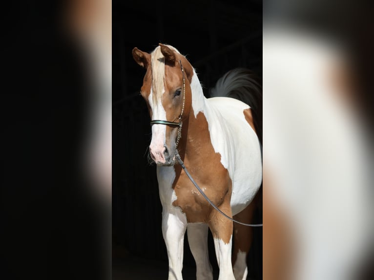 Arabisch Partbred Merrie 2 Jaar 163 cm Gevlekt-paard in Bad Oldesloe