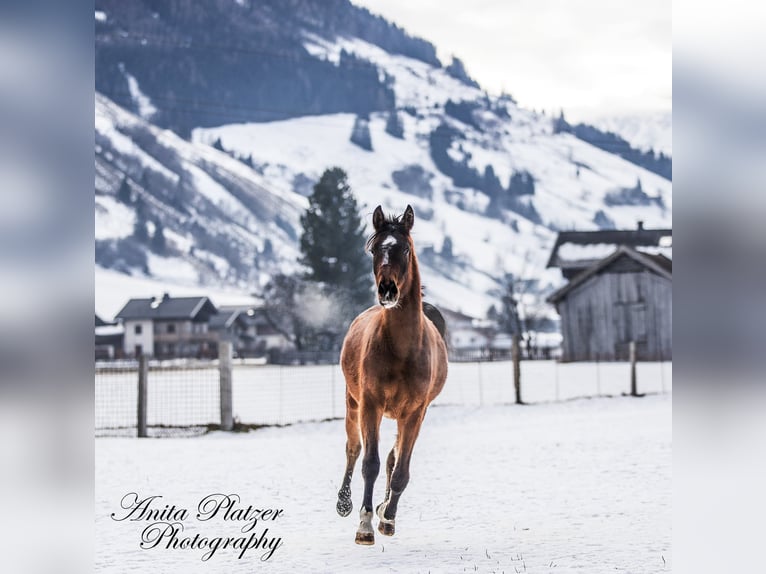 Arabisch Partbred Merrie 2 Jaar Donkerbruin in Rauris
