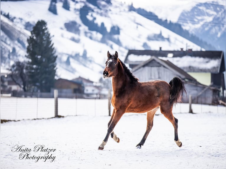Arabisch Partbred Merrie 2 Jaar Donkerbruin in Rauris