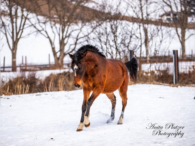 Arabisch Partbred Merrie 2 Jaar Donkerbruin in Rauris
