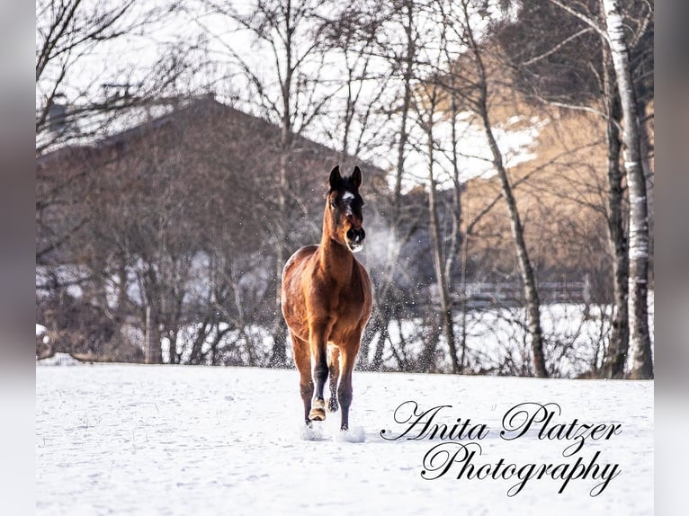 Arabisch Partbred Merrie 2 Jaar Donkerbruin in Rauris