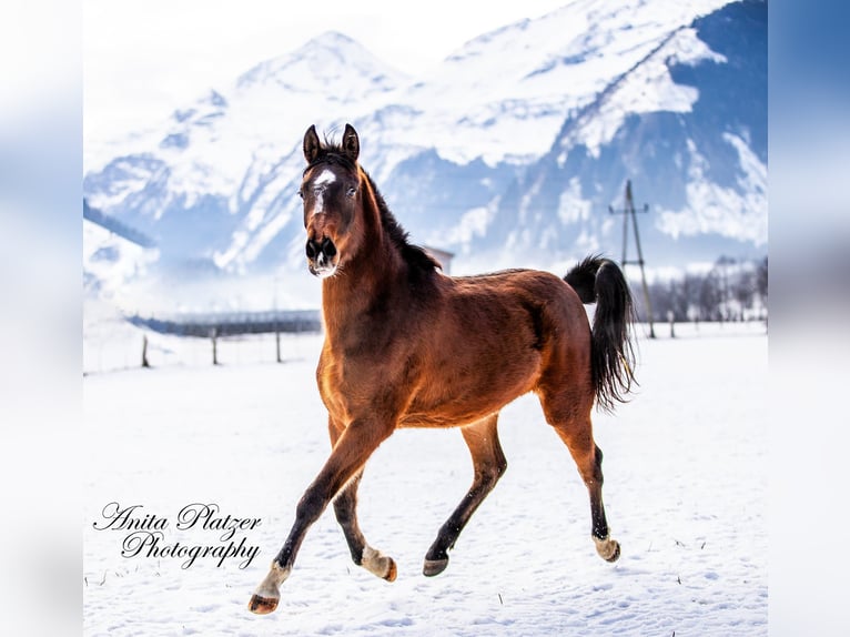 Arabisch Partbred Merrie 2 Jaar Donkerbruin in Rauris