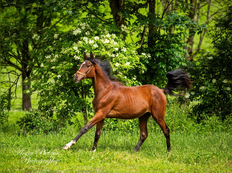 Arabisch Partbred Merrie 2 Jaar in Rauris