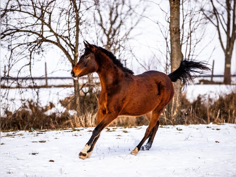 Arabisch Partbred Merrie 2 Jaar in Rauris