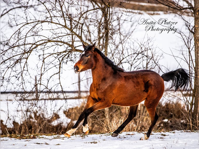 Arabisch Partbred Merrie 2 Jaar in Rauris