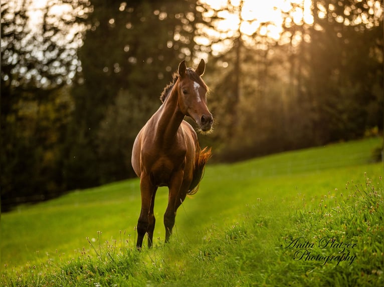 Arabisch Partbred Merrie 2 Jaar in Rauris