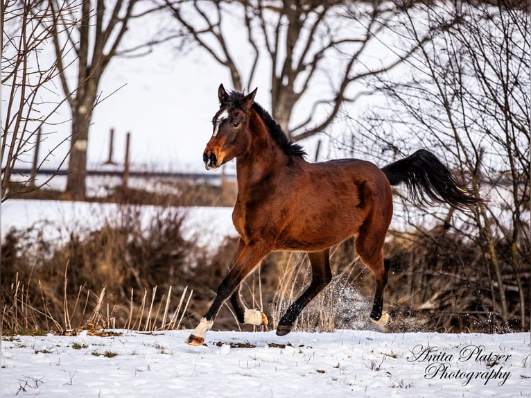 Arabisch Partbred Merrie 2 Jaar in Rauris