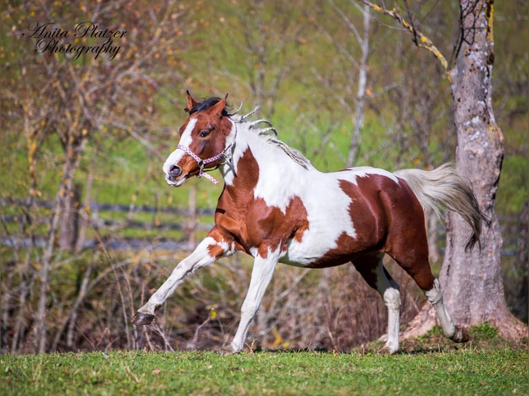 Arabisch Partbred Merrie 2 Jaar in Rauris