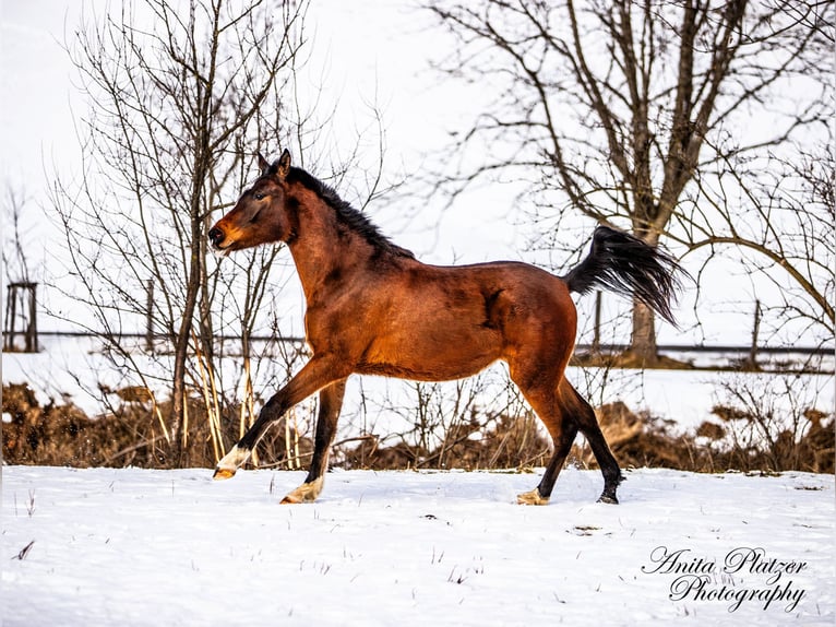 Arabisch Partbred Merrie 2 Jaar in Rauris