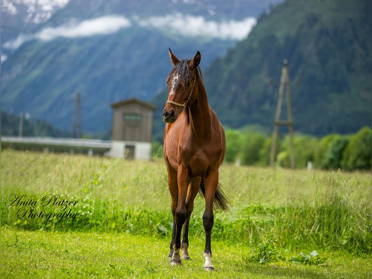 Arabisch Partbred Merrie 2 Jaar in Rauris