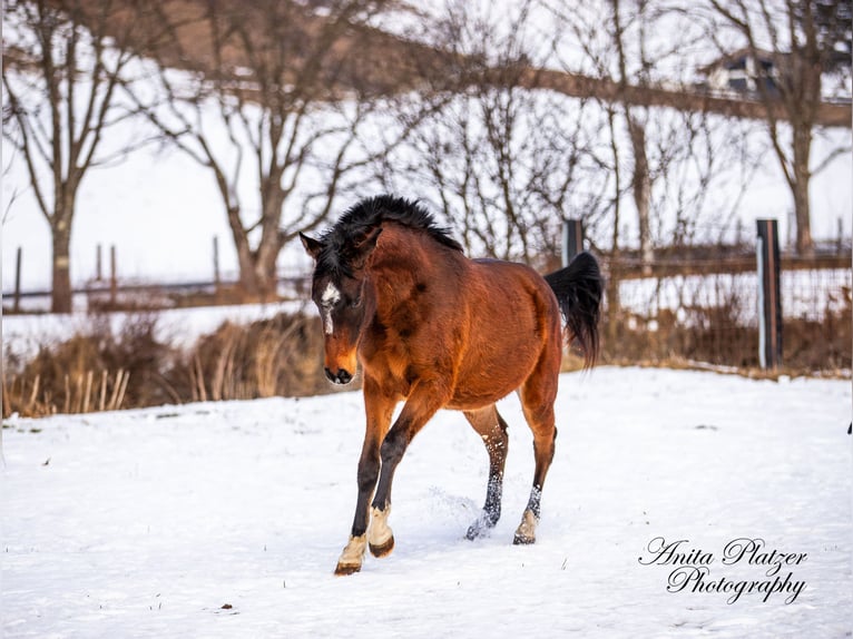 Arabisch Partbred Merrie 2 Jaar in Rauris