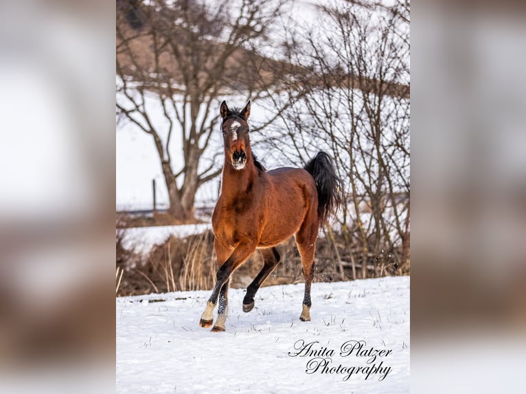 Arabisch Partbred Merrie 2 Jaar in Rauris