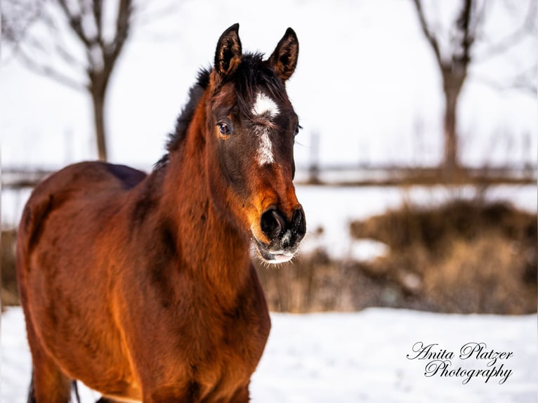 Arabisch Partbred Merrie 2 Jaar in Rauris