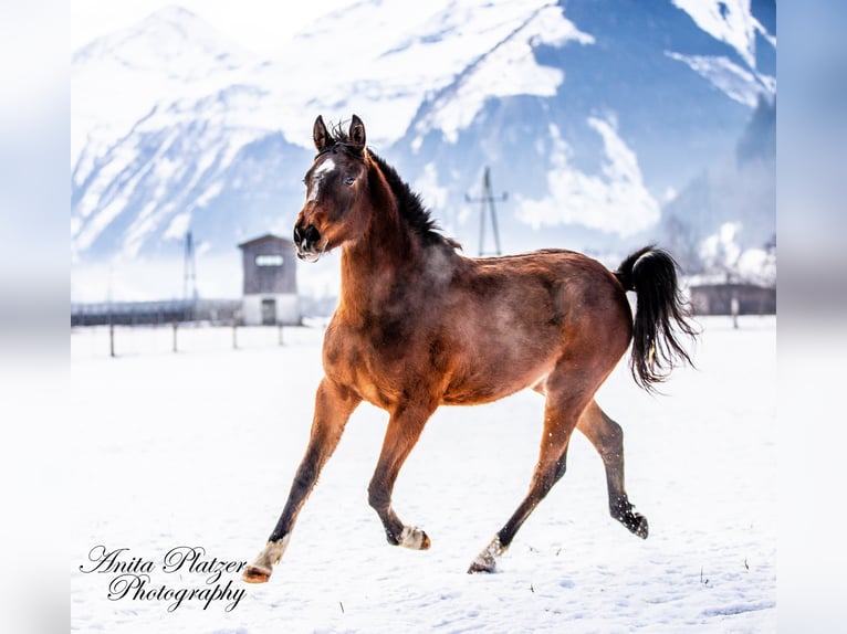 Arabisch Partbred Merrie 2 Jaar in Rauris