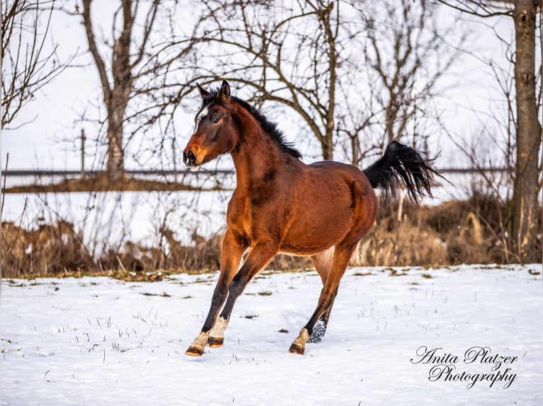 Arabisch Partbred Merrie 2 Jaar in Rauris