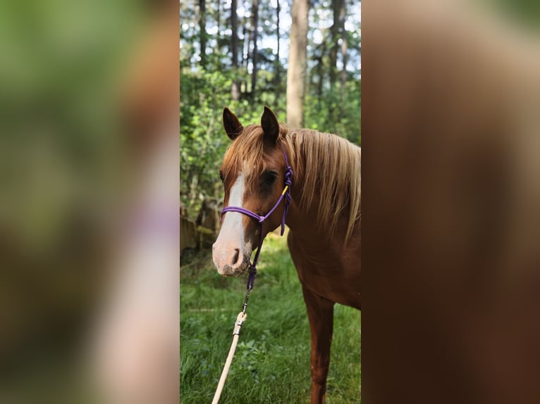Arabisch Partbred Merrie 2 Jaar Vos in Kladruby