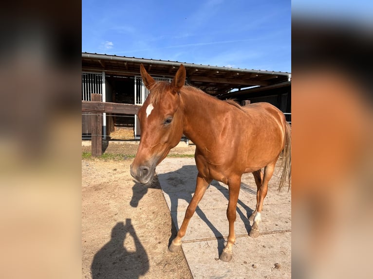 Arabisch Partbred Merrie 3 Jaar 149 cm Vos in Reichenbach