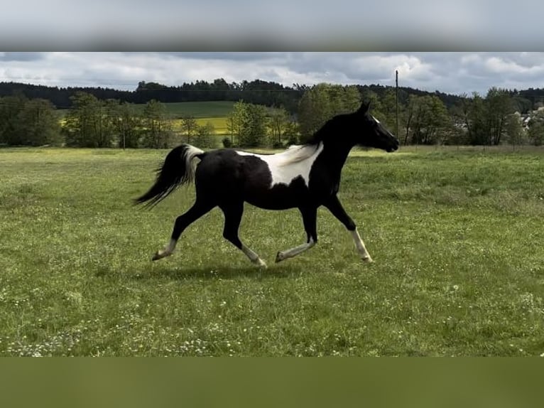 Arabisch Partbred Merrie 3 Jaar 150 cm Gevlekt-paard in Augsburg