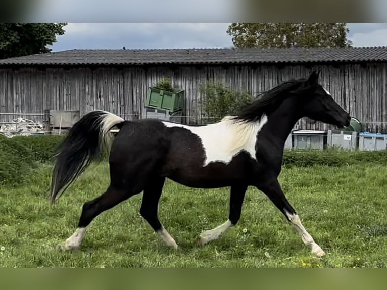 Arabisch Partbred Merrie 3 Jaar 150 cm Gevlekt-paard in Augsburg