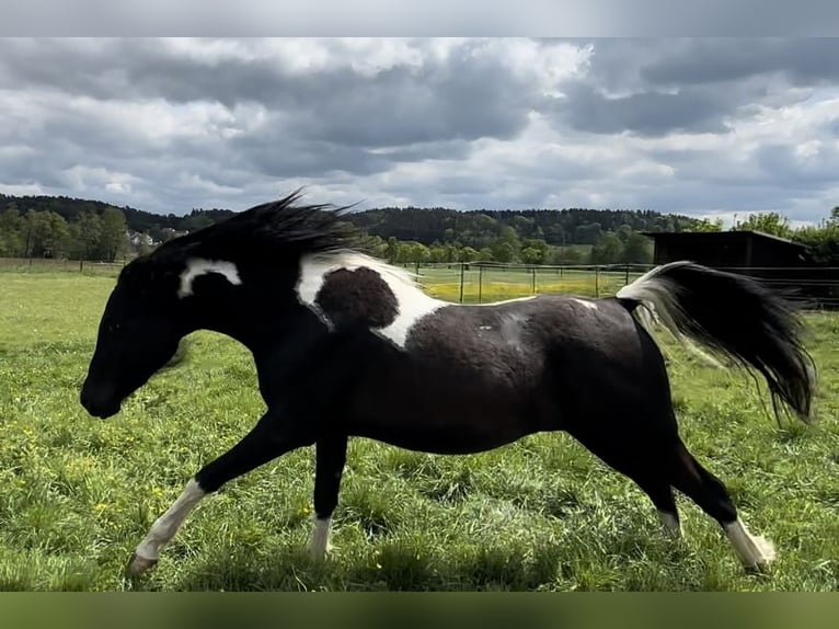 Arabisch Partbred Merrie 3 Jaar 150 cm Gevlekt-paard in Augsburg