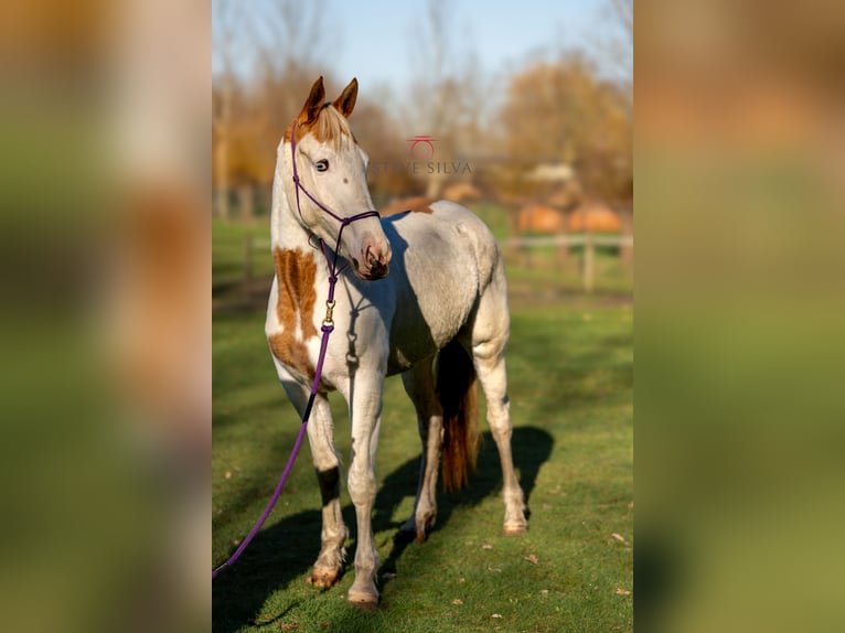 Arabisch Partbred Merrie 3 Jaar 155 cm Gevlekt-paard in Oud Gastel