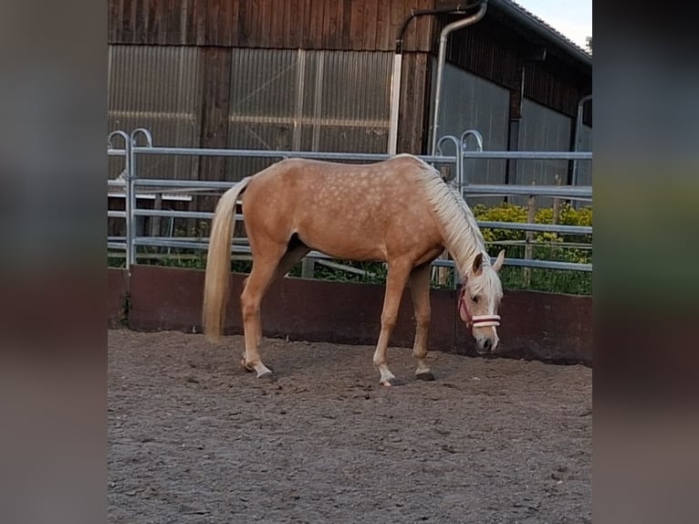 Arabisch Partbred Merrie 3 Jaar 155 cm Palomino in Heidenheim an der Brenz
