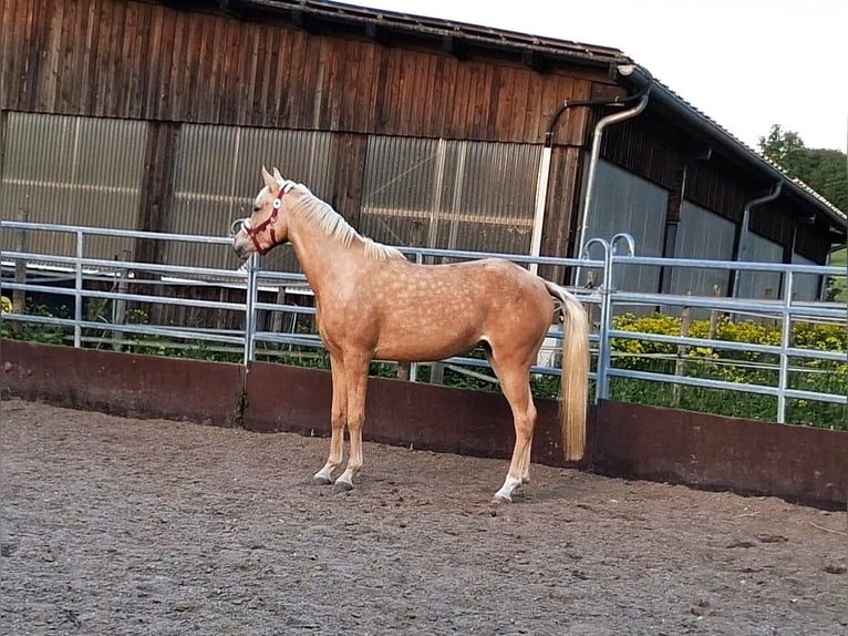 Arabisch Partbred Merrie 3 Jaar 155 cm Palomino in Heidenheim an der Brenz