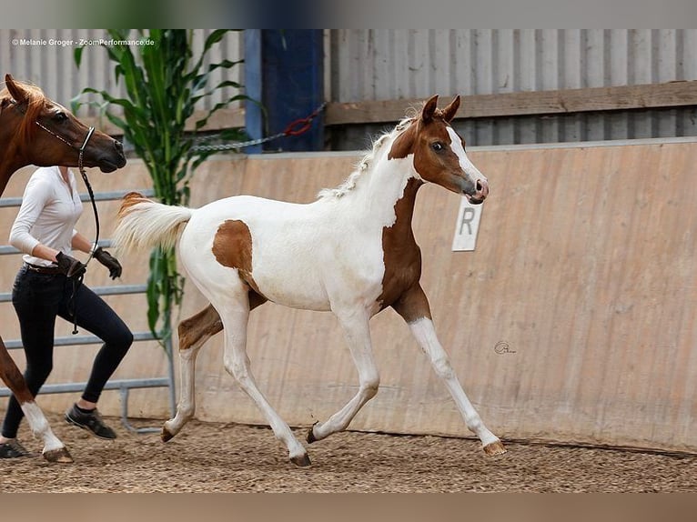 Arabisch Partbred Merrie 3 Jaar 163 cm Gevlekt-paard in Bad Oldesloe