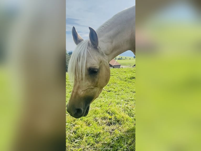 Arabisch Partbred Merrie 4 Jaar 142 cm Palomino in Wald AR