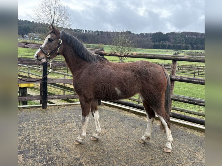 Arabisch Partbred Merrie 4 Jaar 143 cm Bruin in Elvange