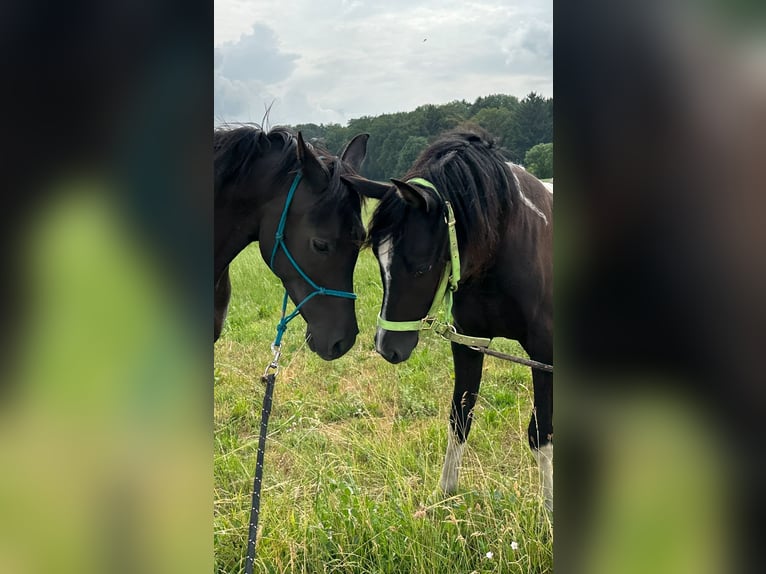 Arabisch Partbred Merrie 4 Jaar 150 cm Gevlekt-paard in Augsburg