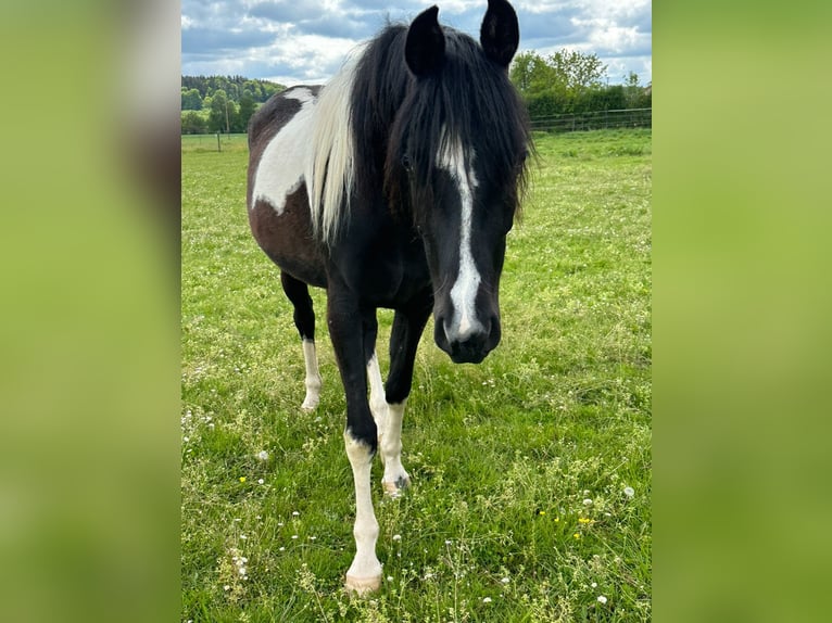 Arabisch Partbred Merrie 4 Jaar 150 cm Gevlekt-paard in Augsburg