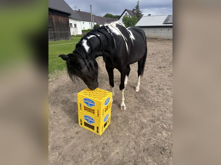 Arabisch Partbred Merrie 4 Jaar 150 cm Gevlekt-paard in Augsburg