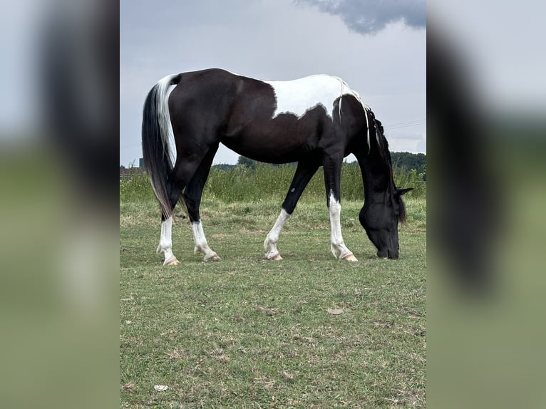 Arabisch Partbred Merrie 4 Jaar 150 cm Gevlekt-paard in Augsburg