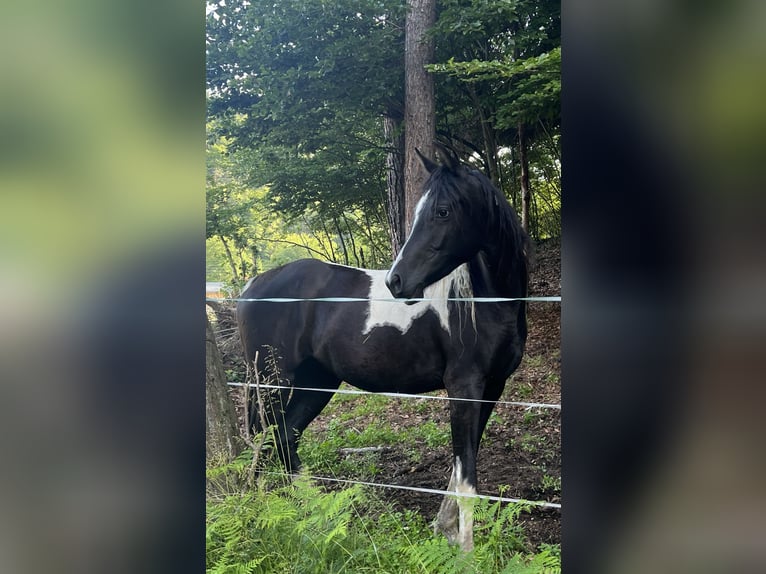 Arabisch Partbred Merrie 4 Jaar 150 cm Gevlekt-paard in Augsburg