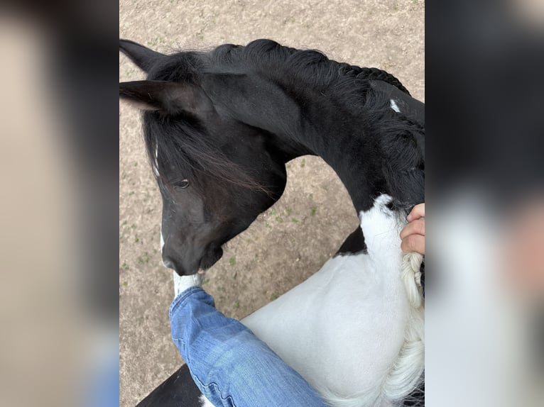 Arabisch Partbred Merrie 4 Jaar 150 cm Gevlekt-paard in Augsburg