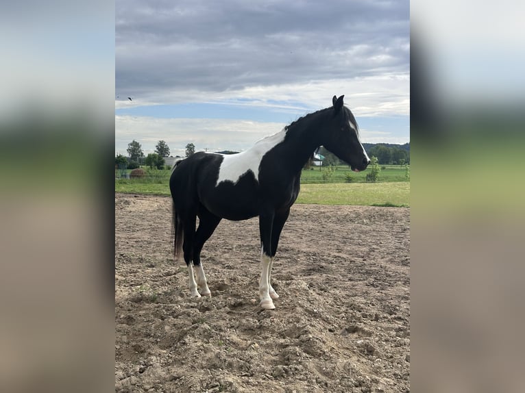 Arabisch Partbred Merrie 4 Jaar 150 cm Gevlekt-paard in Augsburg