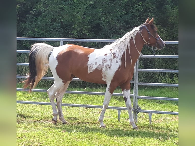 Arabisch Partbred Merrie 4 Jaar 150 cm Tobiano-alle-kleuren in Sulingen