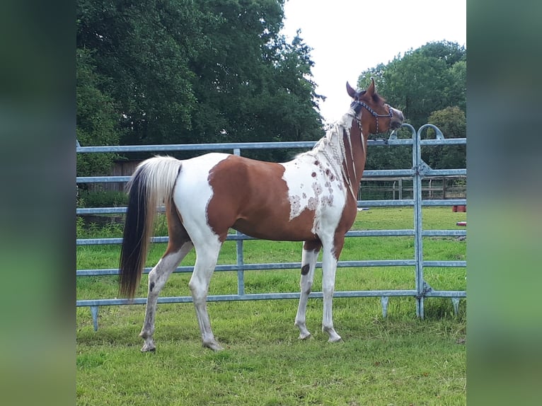 Arabisch Partbred Merrie 4 Jaar 150 cm Tobiano-alle-kleuren in Sulingen