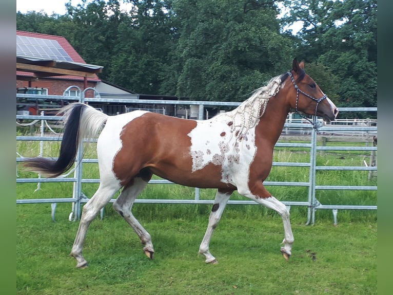 Arabisch Partbred Merrie 4 Jaar 150 cm Tobiano-alle-kleuren in Sulingen