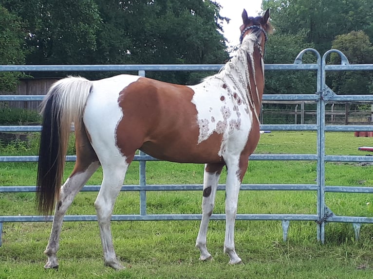 Arabisch Partbred Merrie 4 Jaar 150 cm Tobiano-alle-kleuren in Sulingen