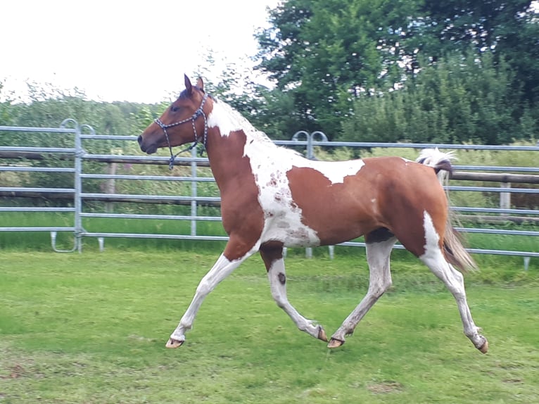 Arabisch Partbred Merrie 4 Jaar 150 cm Tobiano-alle-kleuren in Sulingen