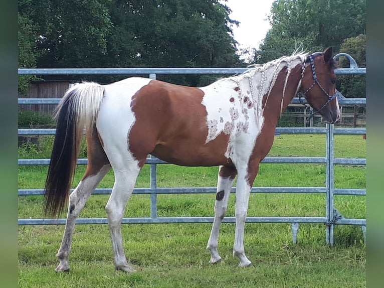 Arabisch Partbred Merrie 4 Jaar 150 cm Tobiano-alle-kleuren in Sulingen
