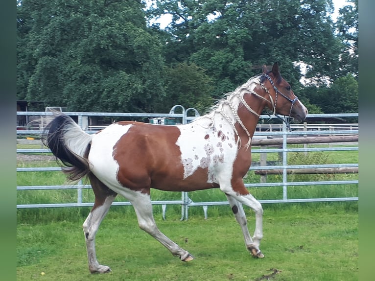 Arabisch Partbred Merrie 4 Jaar 150 cm Tobiano-alle-kleuren in Sulingen